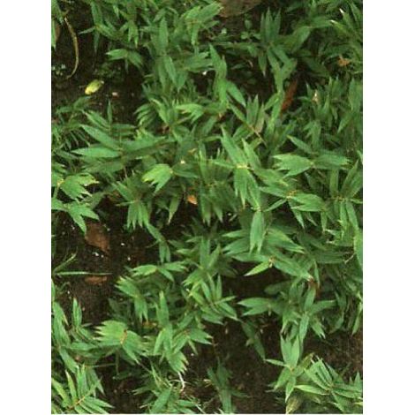 Pleioblastus pygmaeus Pot de 1L/1,5L (1/2)