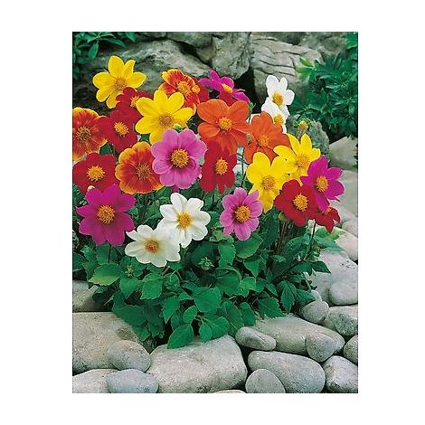 DAHLIA MIGNON - 1 G