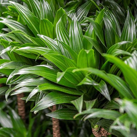 1 PIANTA DI DRACENA FRAGRANCE COMPACTA IN VASO DA 16CM, PIANTE DA INTERNO (1/2)