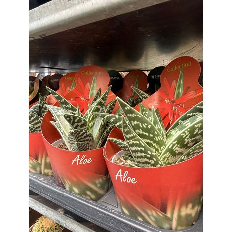 Aloe variegata vaso 14 cm – Succulenta