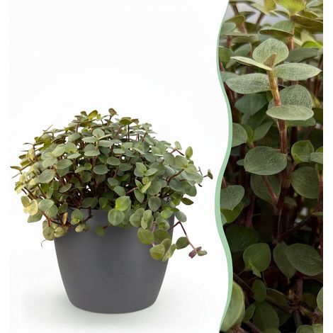 Plante d'intérieur Calissia repens Herbe à chat Pet Friendly avec Pot Gris Ø 12 cm H 17-20 cm - PANGIVO (1/5)