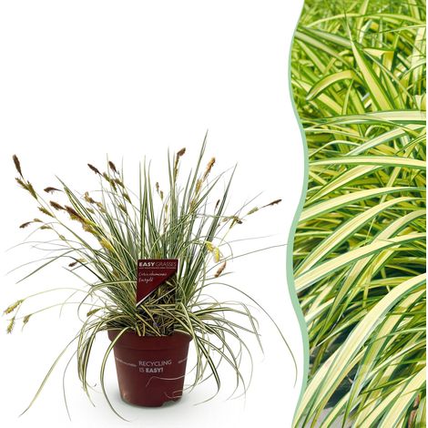 Graminée Ornementale Carex oshimensis Evergold Jaune et Vert - Plante Persistante - Pot 17cm 50cm - PANGIVO (1/5)