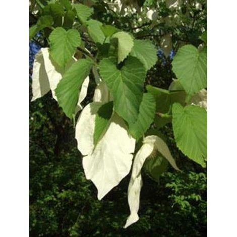 Arbre aux mouchoirs 'Vilmoriana' Pot de 18L/20L (1/4)