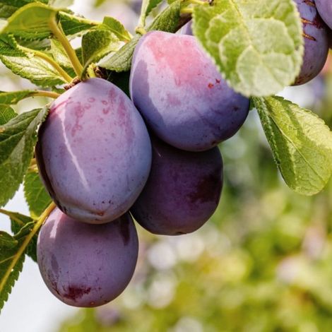 PIANTA DA FRUTTO SUSINO OBILNAJA in vaso 20 età 2/3 anni (foto reali)
