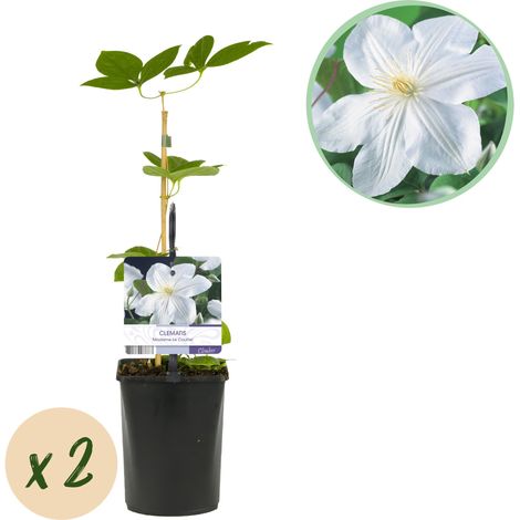 Lot de 2 Clématites Madame Le Coultre - Plante Grimpante à Fleurs Blanches - Pot 11 cm - 40 cm - PANGIVO (1/5)