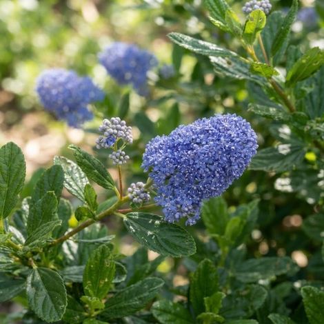 Céanothe 'Skylark' (Ceanothus thyrsiflorus 'Skylark')