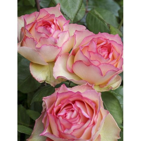 Rosier moderne 'Jalitah' Pot de 4L/5L (1/4)