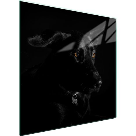 PIASTRA PROTETTIVA IN VETRO PER STUFA 50x52 CANE (1/5)
