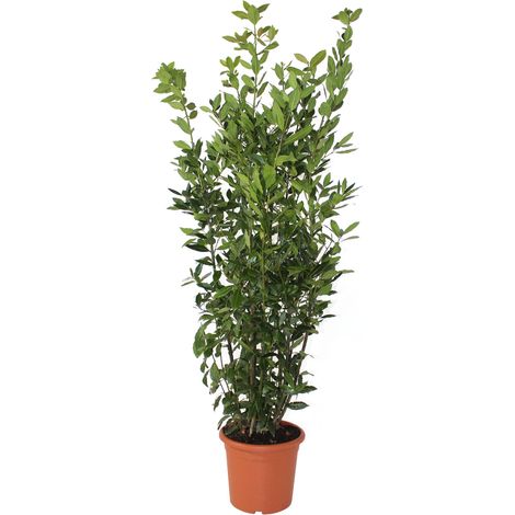 Laurus Nobilis Pianta di Alloro - H 125-150 cm Vaso da Coltura Ø 24 cm