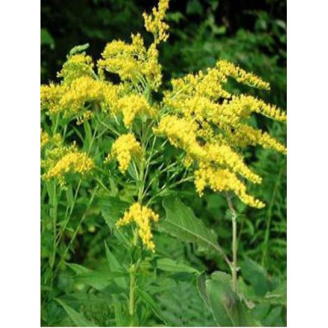 Verge d'or rugueuse Godet de 8/9 cm