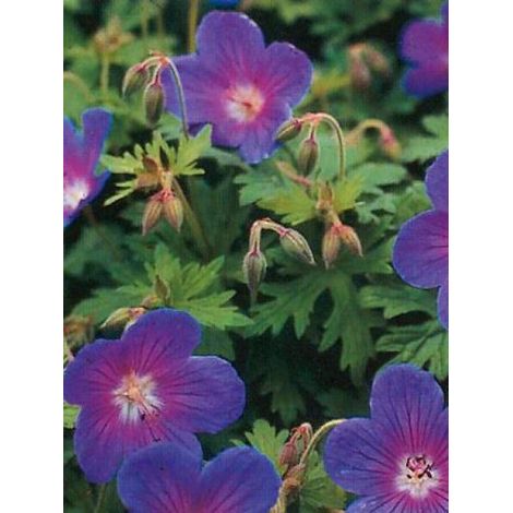 Géranium vivace de l'Himalaya 'Gravetye' Godet de 8/9 cm
