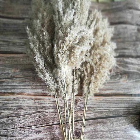 20 bouquets de petites herbes de la pampa séchées, phragmites communis naturels, fleurs naturelles pour mariage (1/5)