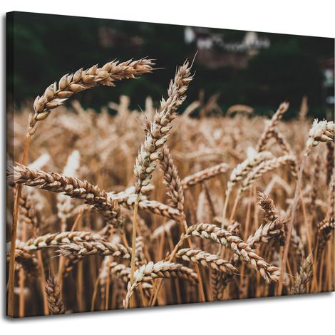 Leinwanddruck „Weizenfeld“ (100 x 80 cm) – Erntezeit
