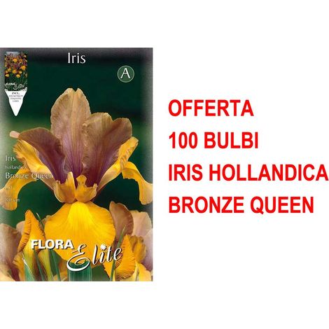 OFFERTA 100 BULBI IRIS HOLLANDICA BRONZE QUEEN BULBS BULBES