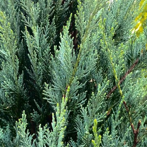 Genévrier de Virginie 'Blue Arrow' (Juniperus scopulorum 'Blue Arrow') (1/4)