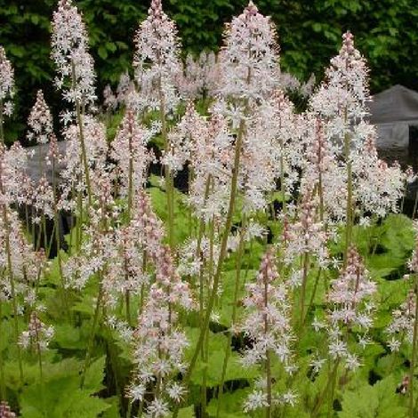 4 x Tiarelle  - Tiarella 'Tiger Stripe'  - godet 9x9 cm