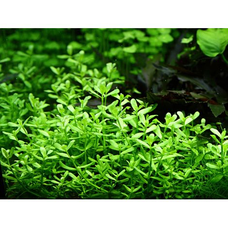 Aquarium Pflanze Bacopa 'Compact' Nr.344A
