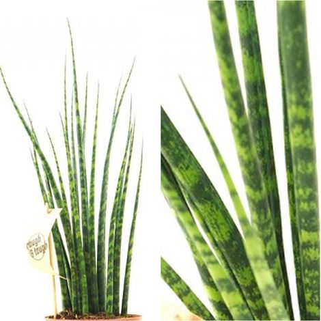 Planta Natural Sanseviera Cylindrica. 30 - 40 Cm