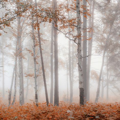 Papier peint panoramique - Forêt - 260 cm x 260 cm (1/2)
