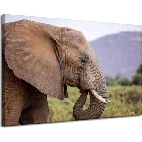 Lienzo impreso con la imagen de un elefante en primer plano, 120 x 80 cm.