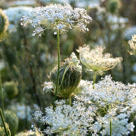 4 x Daucus carota - godet 9x9 cm (1/4)