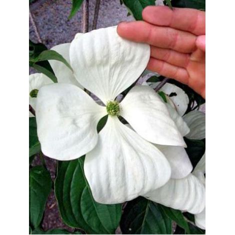 Cornouiller du Japon 'Venus'® Pot de 7,5L/10L (1/4)