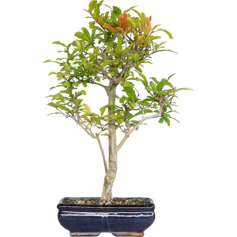 Bonsai Melograno - Bonsai Punica Granatum - H 40-50 cm Vaso Ø 20 cm (1/4)