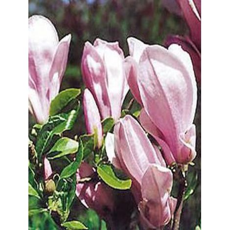 Magnolia  'George Henry Kern' Pot de 12L/15L (1/4)