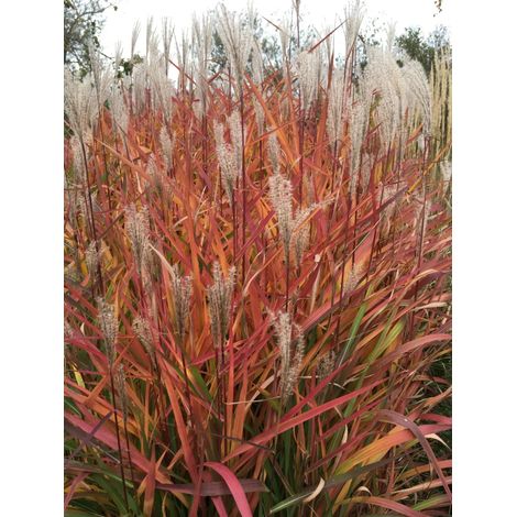 Gardenaria Miscanthus sinensis 'Purpurescens' - Graminacea ornamentale da esterno - Altezza: 60 cm (vaso 17) (1/2)