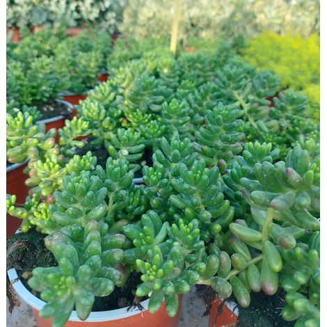 Sedum Rubrotinctum (1/2)