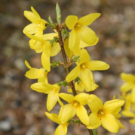 Forsizia di Zabel "Forsythia intermedia Lynwood" pianta in vaso 14 cm h. 1 metro circa con canna (1/4)
