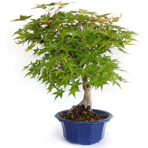 Bonsai Acero Giapponese - Acer Palmatum Yama Bonsai - H 40-50 cm Vaso Ø 20 cm (1/3)