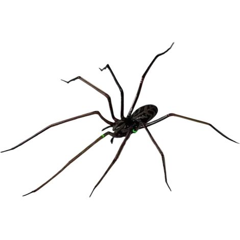 Fridge Magnet, Spider-Shaped Multi-Functional Strong Decor, Realistic Magnetic Decoration for Grocery Lists Reminders Kitchen Planners Home Organization Use, 3.82x2.05x0.51 inches (1/5)