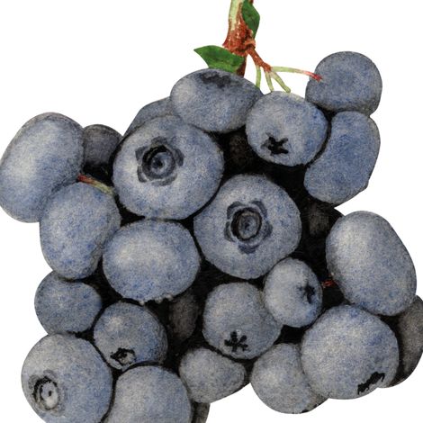 Myrtillier arbustive Jersey - Vaccinium corymbosum Jersey Pot 15,5cm (1/2)