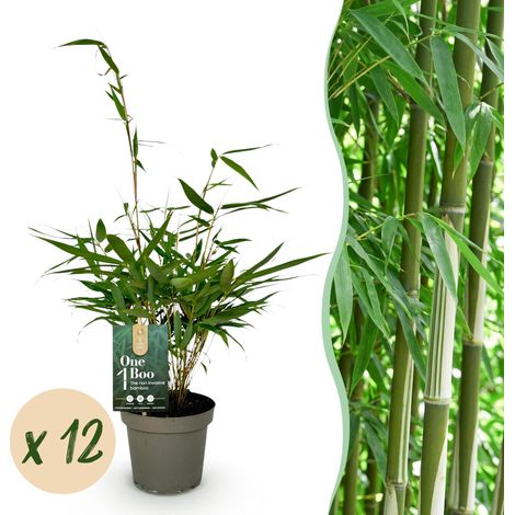Bambou Fargesia robusta Pingwu Non Traçant Persistant Vert - Lot de 12 Plantes - Pot 14 cm - PANGIVO (1/5)