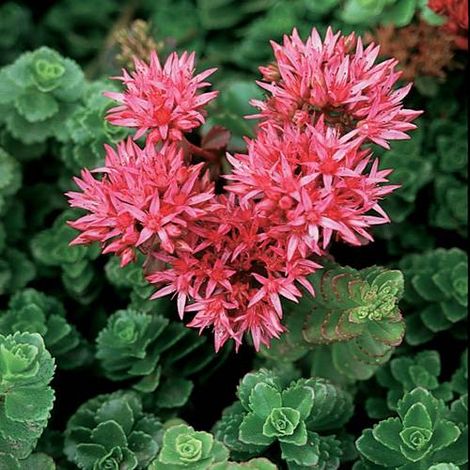 Orpin spurium Summer Glory | Conditionnement: Lot de 3 godets