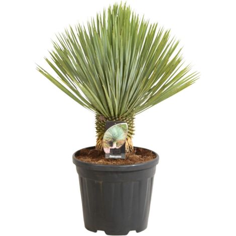 Yucca rostrata Pot 20L (1/2)