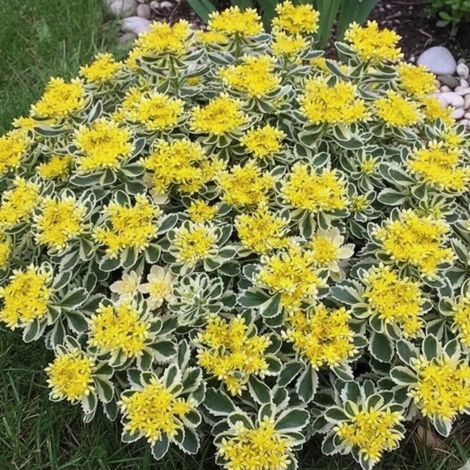 Orpin takesimense, Sedum/Godet - 5/20 cm