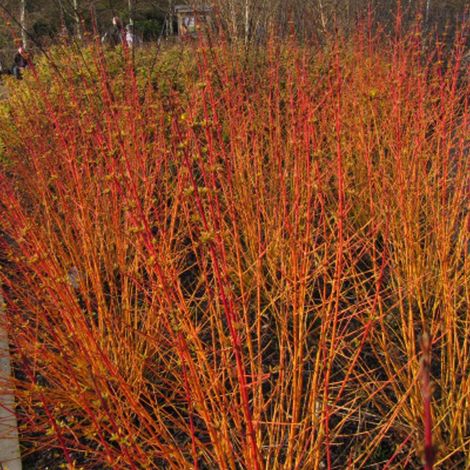 Cornouiller sanguin sanguinea Midwinter Fire – Pot de 4L – Hauteur 40/60 cm – Feuillage caduc – Fleurs blanches – Résistant jusqu'à -30°C (1/3)
