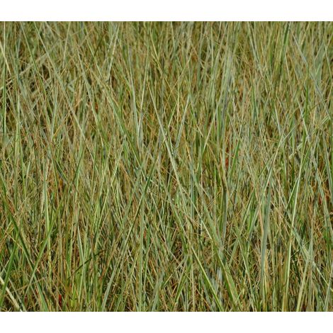 Gardenaria Calamagrostis acutiflora 'Overdam' - Graminacea ornamentale da esterno - Altezza: 100 cm (vaso 24) (1/3)