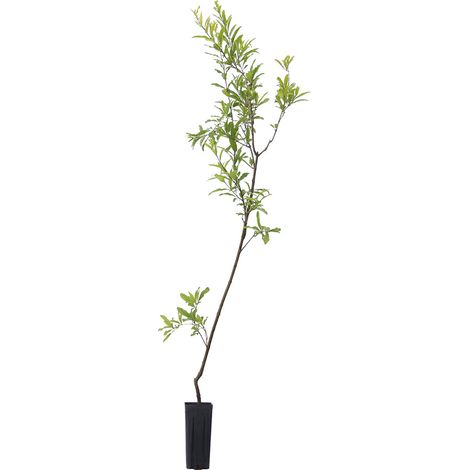 Punica granatum cv "mollar de elche" - melograno dolce da frutto - vaso quadro 9x9x20 cm (1/2)