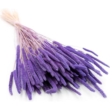 Erba secca - Timoteo (Phleum) - Lila