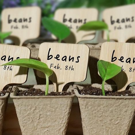 50 etiquetas,Etiquetas para plantas de jardín,Etiquetas de madera para plantas,Etiquetas en forma de T para plantas,Etiquetas para suculentas (1/4)