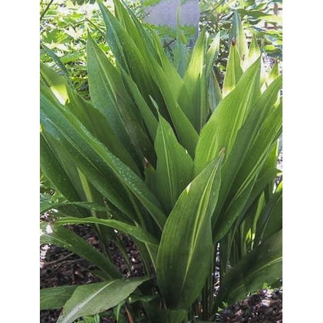 Aspidistre élevée – Feuillage persistant – Hauteur 60/80cm – Exposition ombre – Pot de 2L/3L – Résistante jusqu'à -15°C