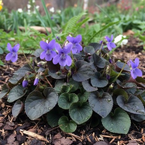 Violette du Labrador/Lot de 3 godets