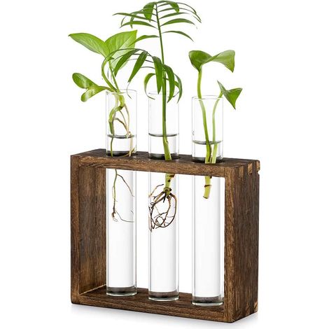 Support En Bois Pour Plantes - Station De Propagation Avec 3 Tubes À Essai En Verre - Pour Culture Hydroponique Et Bouturage - 1 Pièce (1/5)