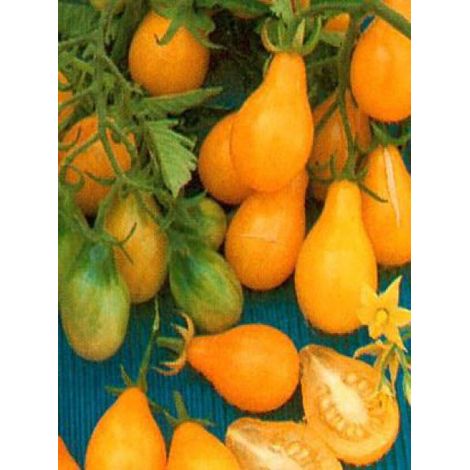 Tomate cerise jaune en poire le sachet de 250 graines (0,5g)