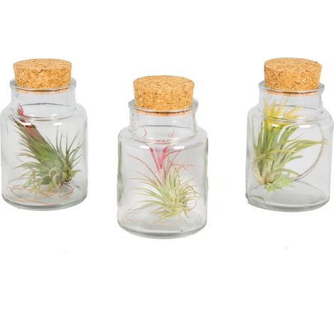Bloomique - Lot de 3 - Tillandsia en Verre - Plantes aériennes - Plantes d’intérieur - Très facile à entretenir - Taille 5-15 cm