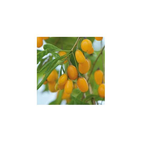 Goji giallo "Amber sweet" (Lycium barbarum giallo) FOTO REALI