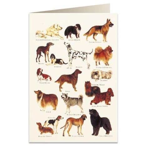 Biglietto B6 + busta 8948 Cani 2